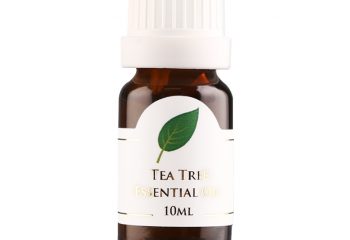 茶樹 茶樹